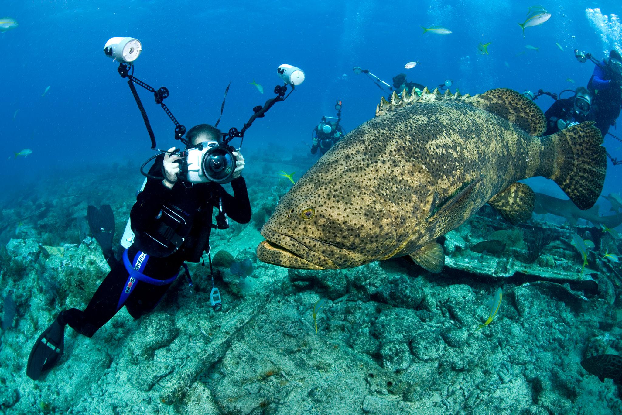 Giants in Tiny Mouths: Incredible Animals That Swallow Prey Larger Than Themselves