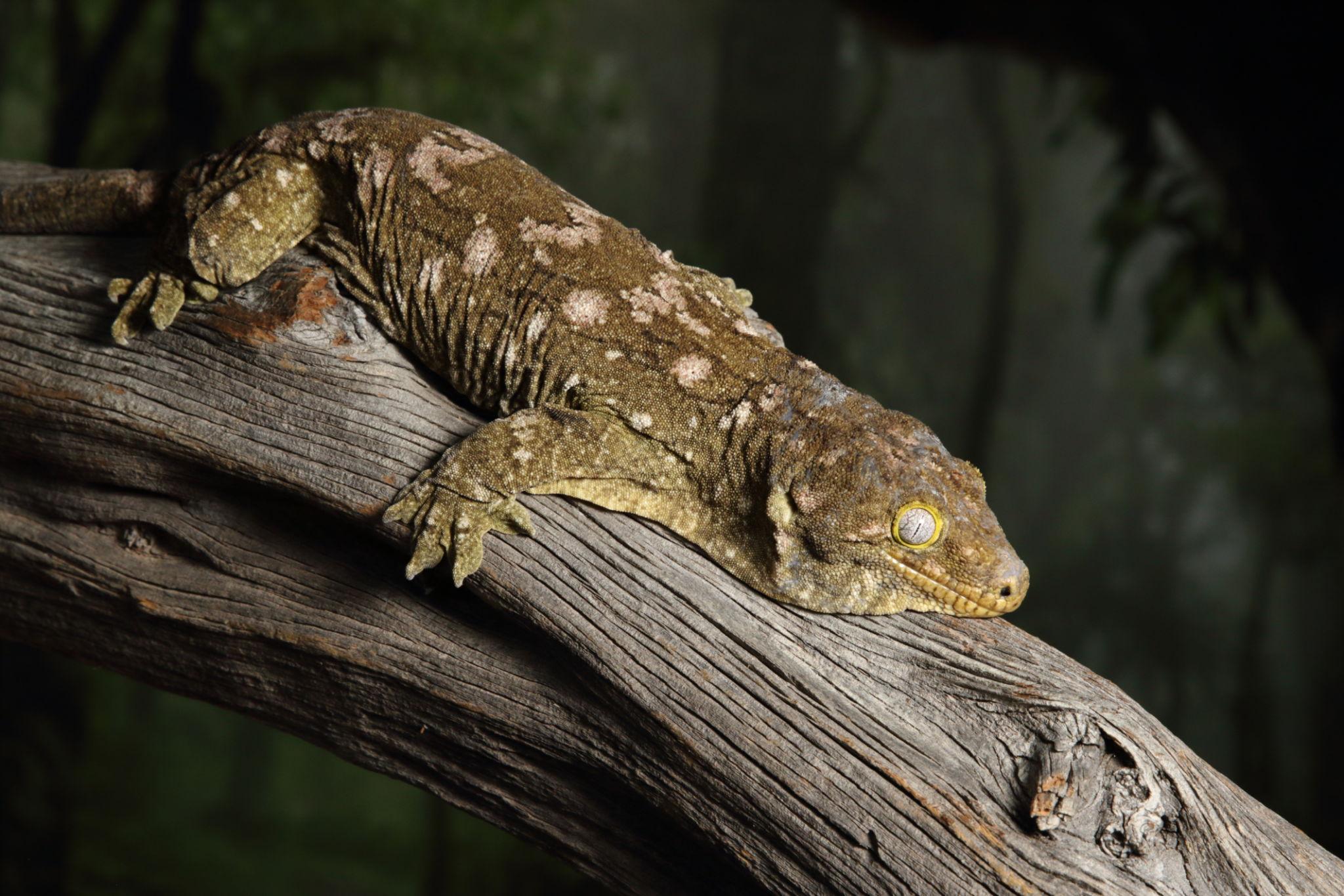 Nature’s Giants: The Biggest Creepy Crawlers and Amphibians on Earth