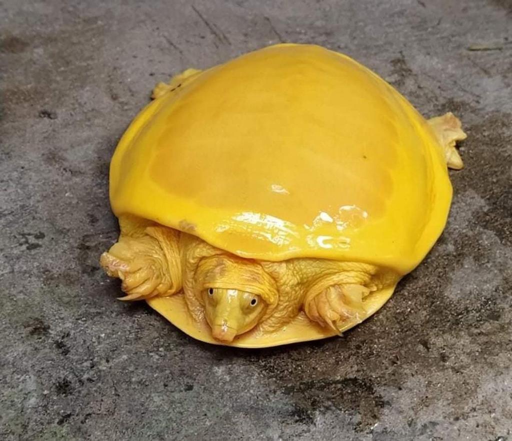 Born Different: 7 Animals With Stunning Color Mutations That Made Them Look Like Another Species