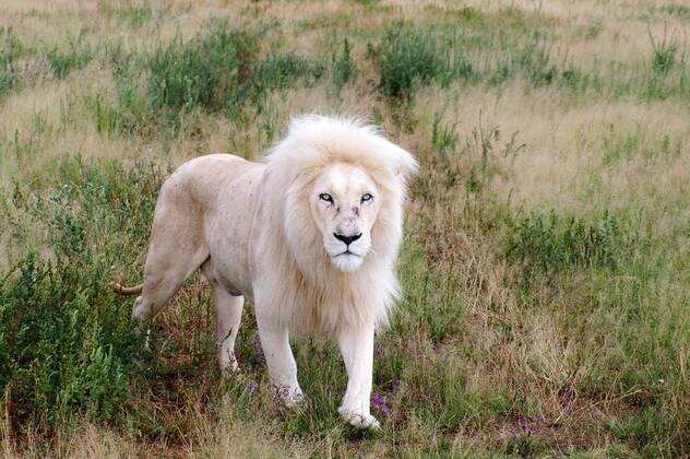 Nature’s Rarest Wonders: 7 Animals Born With Astonishing Colors That Defy Their Species
