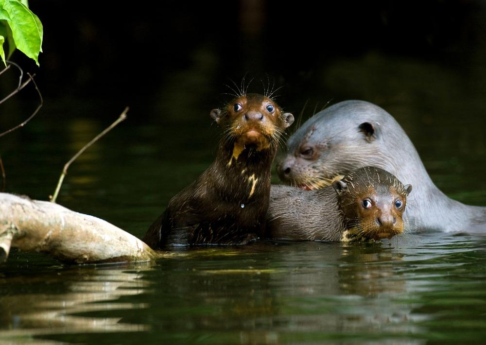 🌿 Secrets of the Amazon: 7 Astonishing Animal Stories That Sound Too Incredible to Be True